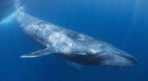Раскраска синий кит #12 #148697