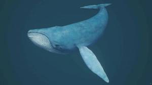Раскраска синий кит #17 #148702