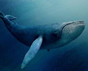 Раскраска синий кит #23 #148708