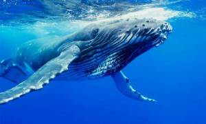 Раскраска синий кит #26 #148711