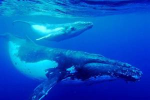 Раскраска синий кит #31 #148716