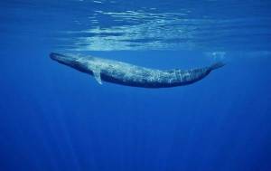 Раскраска синий кит #32 #148717