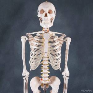 Раскраска скелет человека #3 #150305