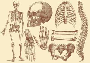 Раскраска скелет человека #4 #150306