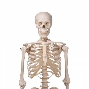 Раскраска скелет человека #5 #150307