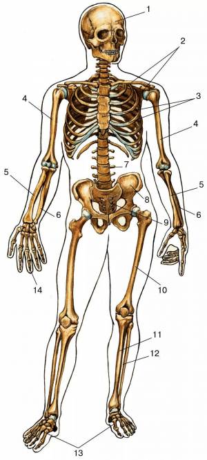 Раскраска скелет человека #6 #150308