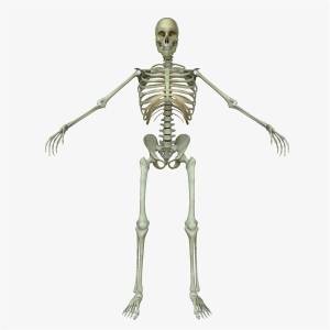 Раскраска скелет человека #10 #150312