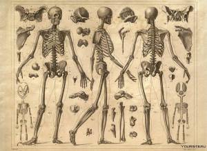 Раскраска скелет человека #11 #150313
