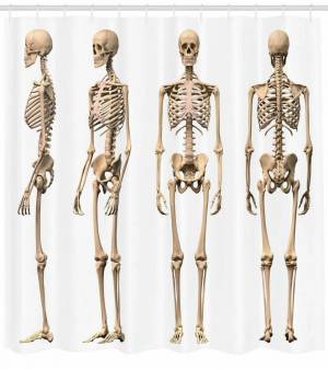 Раскраска скелет человека #12 #150314