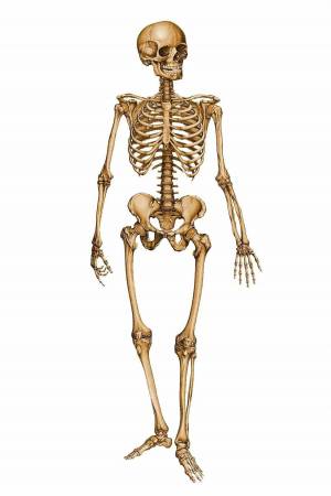 Раскраска скелет человека #13 #150315