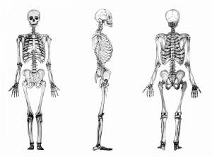 Раскраска скелет человека #14 #150316
