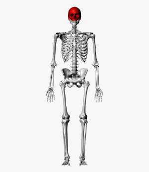 Раскраска скелет человека #16 #150318