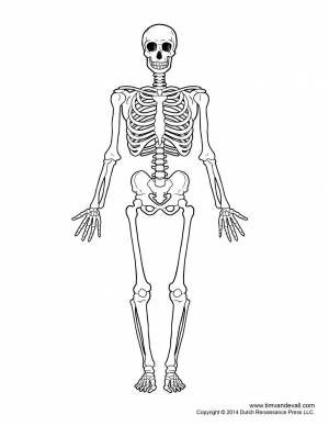 Раскраска скелет человека #19 #150321
