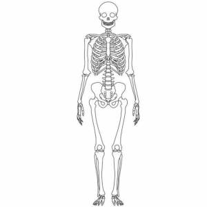 Раскраска скелет человека #23 #150325