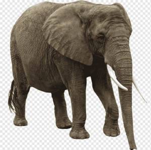 Раскраска слон картинка #20 #151301