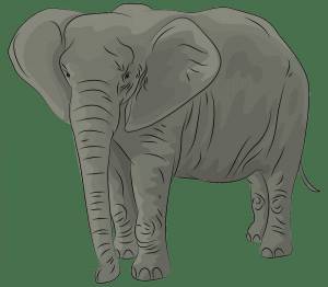 Раскраска слон картинка для детей #7 #151320
