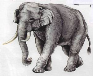 Раскраска слон куприн #35 #151384