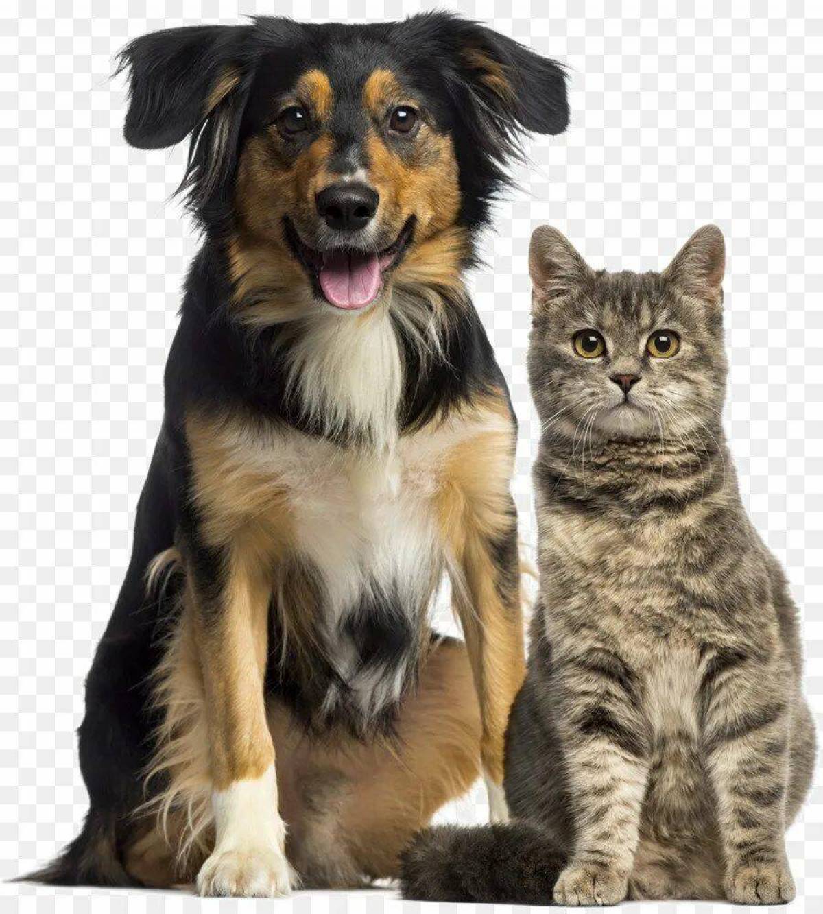Собака и кошка #5