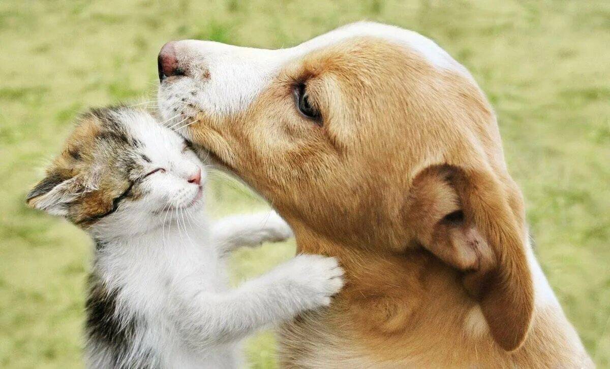 Собака и кошка #16