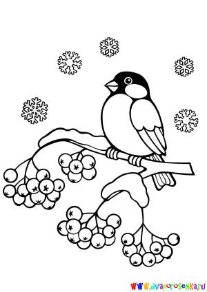 Раскраска снегирь на ветке рябины для детей #2 #152315