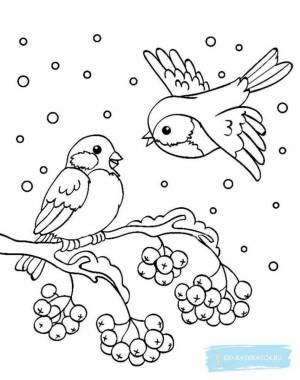 Раскраска снегирь на ветке рябины для детей шаблоны #10 #152356