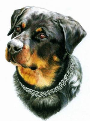 Раскраска собака рисунок #12 #153469