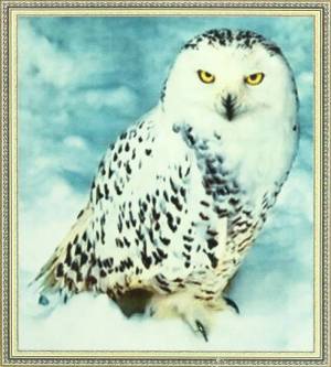Раскраска сова полярная #4 #153912