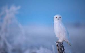 Раскраска сова полярная #14 #153922