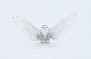 Раскраска сова полярная #16 #153924