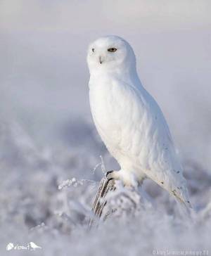 Раскраска сова полярная #26 #153934