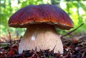 Раскраска гриб #22 #13759