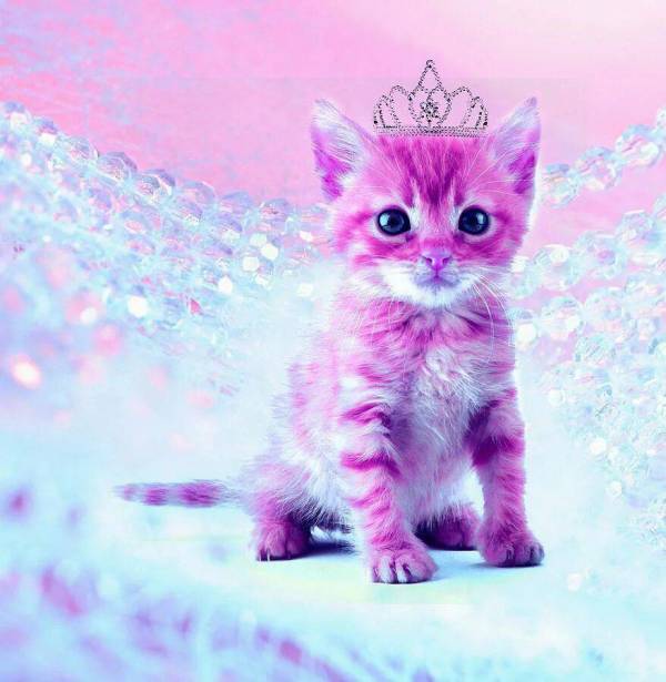 Включи котика девочка. Розовый котенок. Розовая кошка. Кошка розового цвета. Котик на фиолетовом фоне.