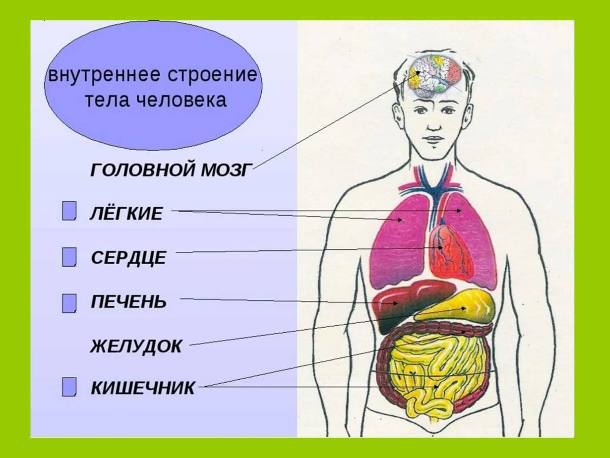 Окр мир 2 класс строение тела человека презентация