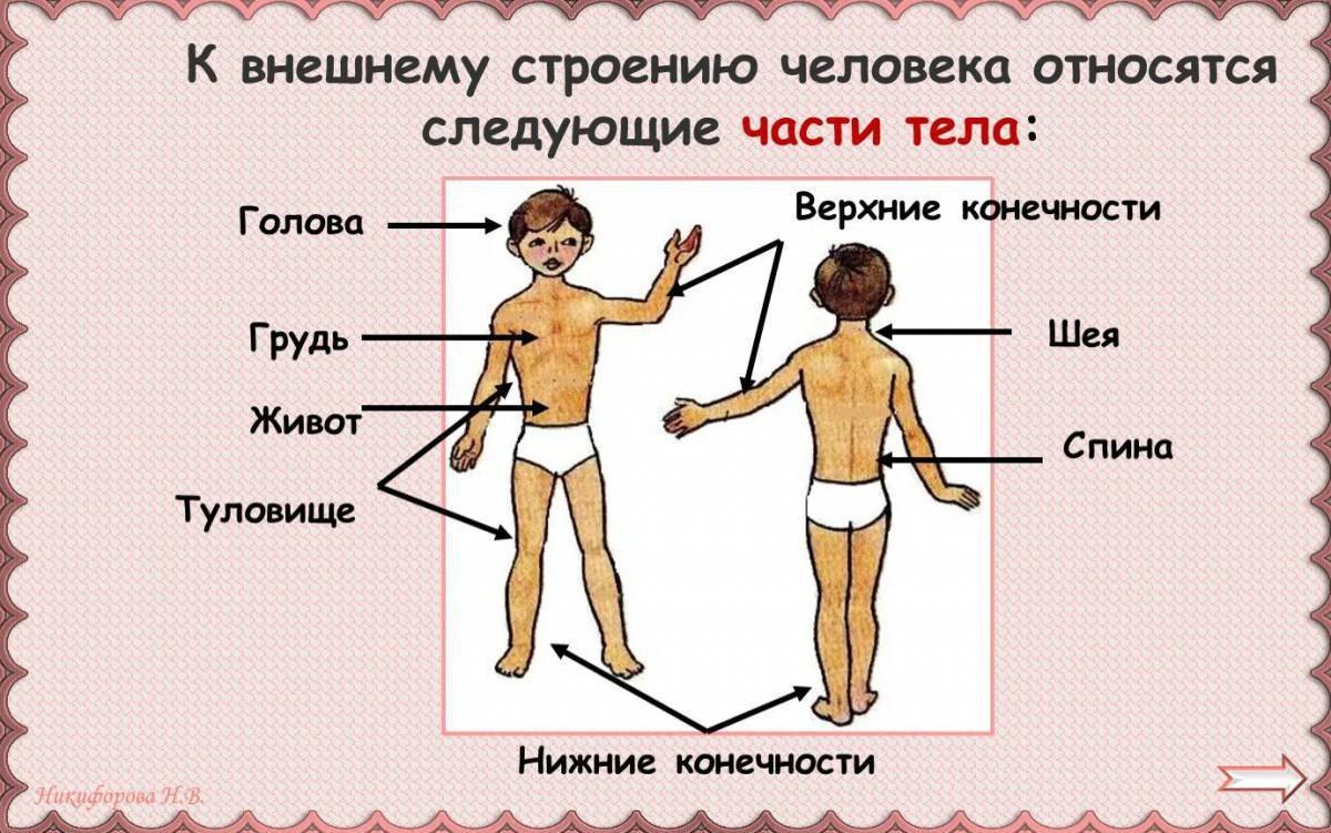 Картинка части тела человека 4 класс