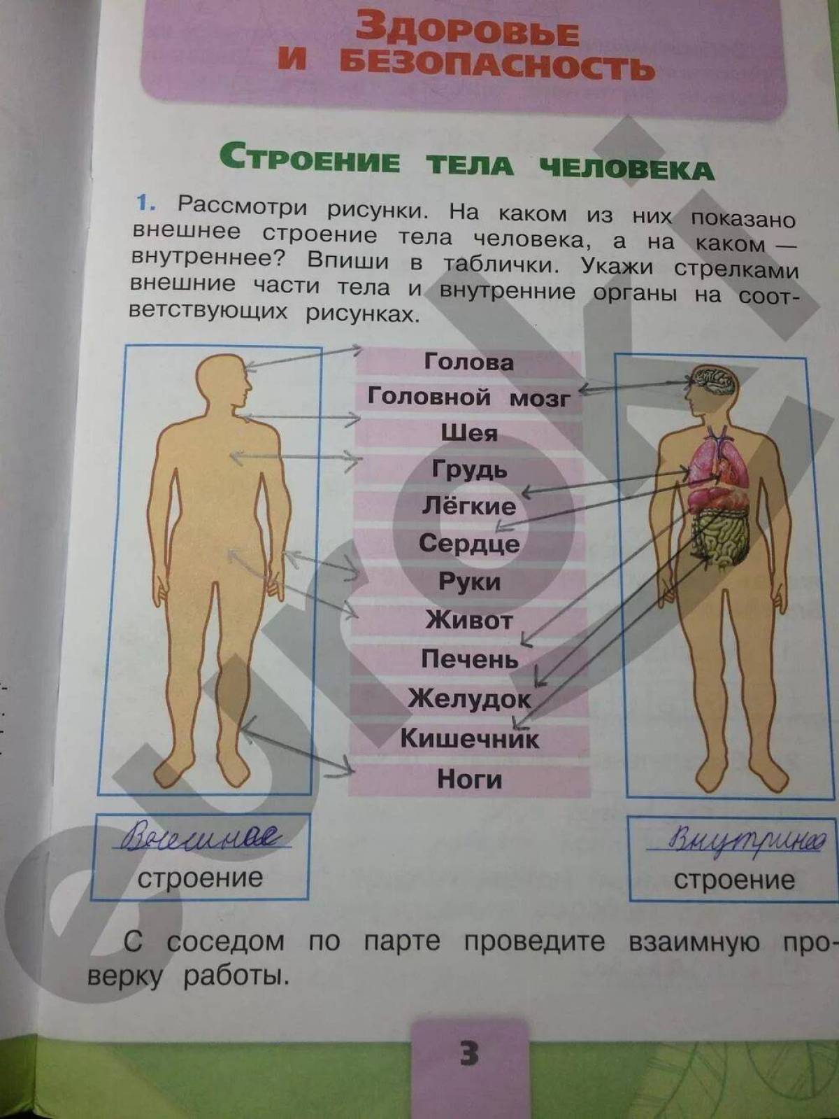 Человек окружающий мир 3 класс плешаков