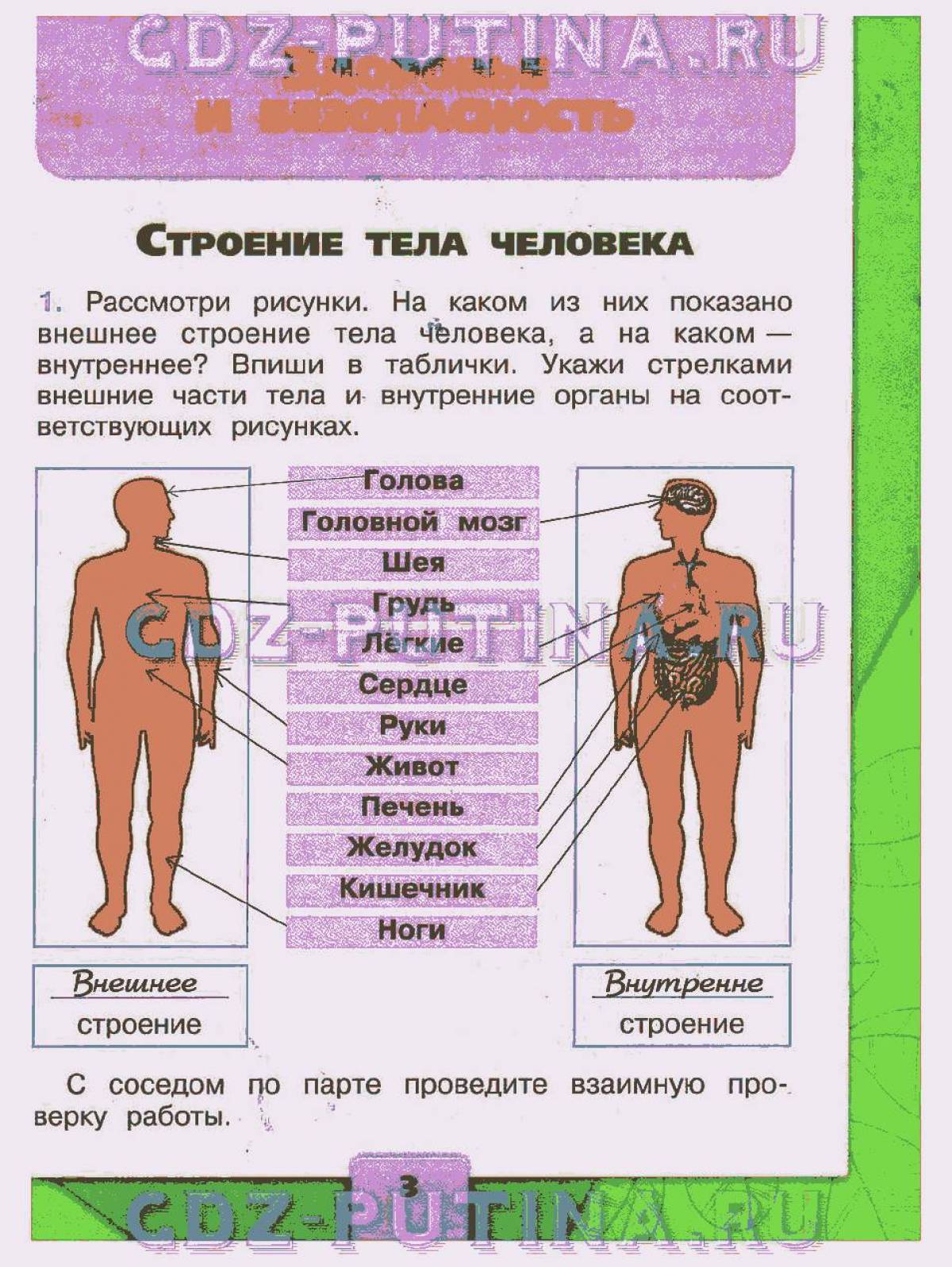 Презентация строение тела человека 2 класс школа россии окружающий мир плешаков