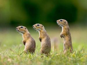 Раскраска суслик #1 #158666