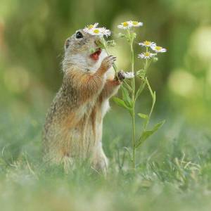 Раскраска суслик #14 #158679