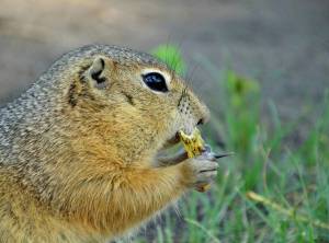 Раскраска суслик #34 #158699