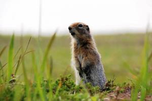 Раскраска суслик #35 #158700