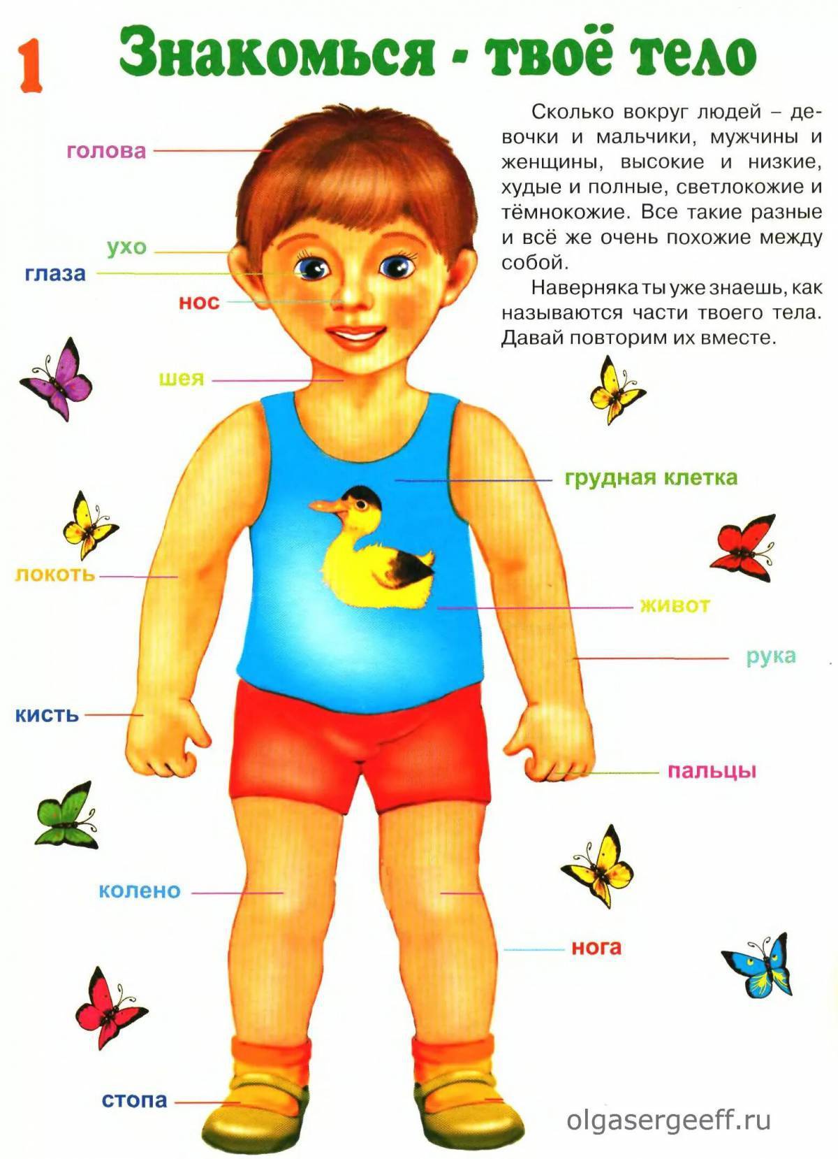 Тело человека для детей в картинках