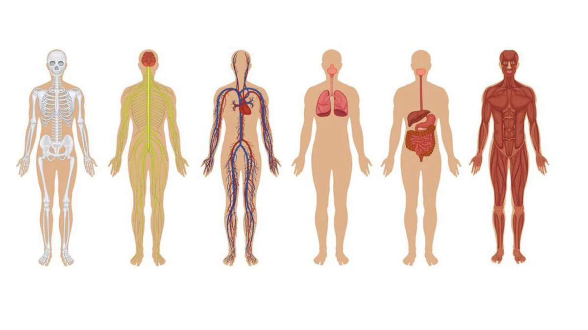 Картинки с телом человека