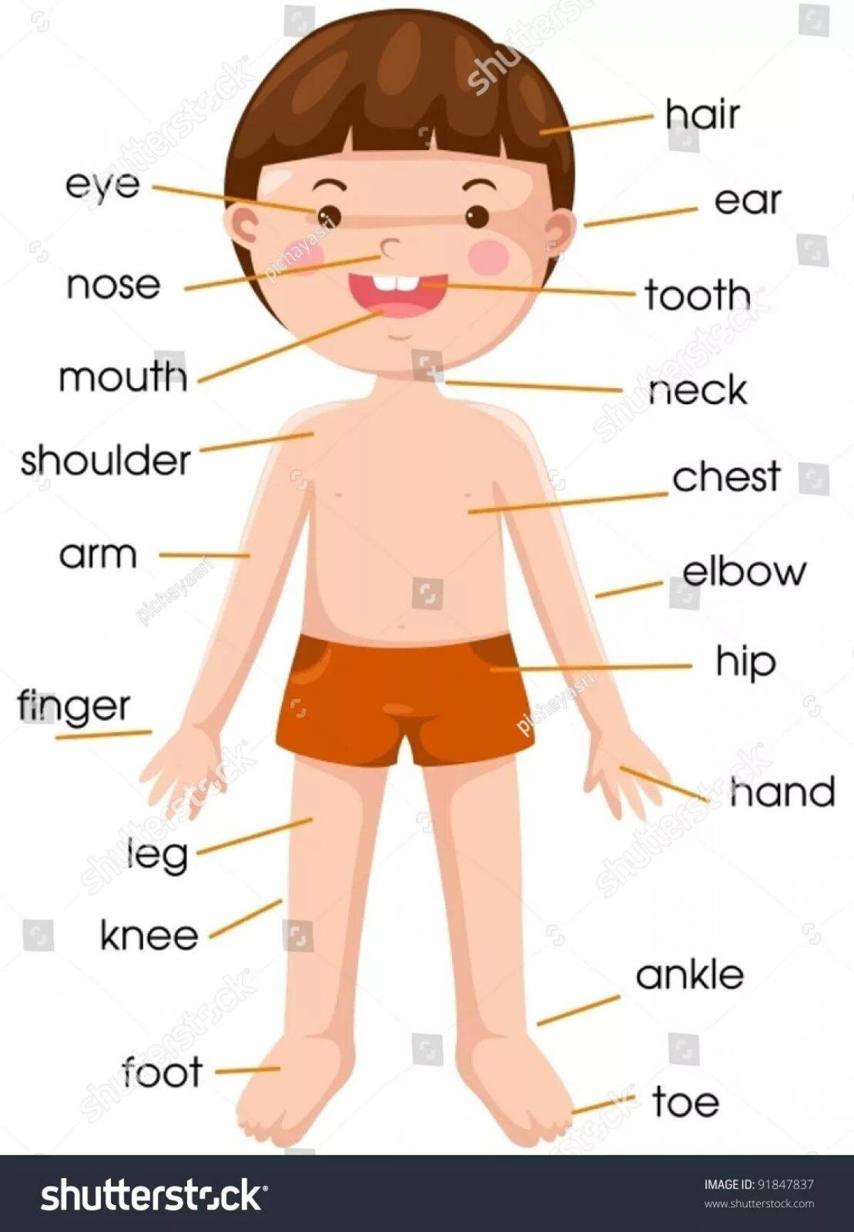 Названия частей тела человека с картинками