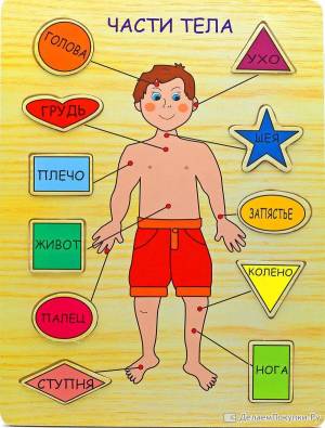 Раскраска тело человека для детей #14 #161076