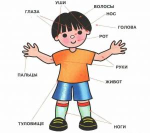 Раскраска тело человека для детей #21 #161083