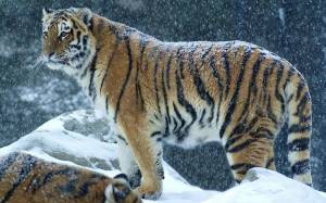 Раскраска тигр амурский #4 #161532