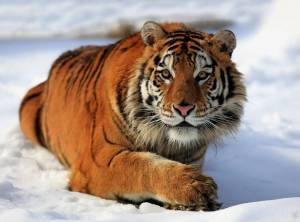 Раскраска тигр амурский #7 #161535