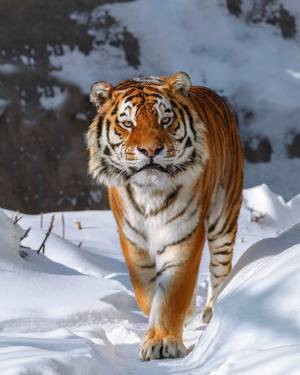 Раскраска тигр амурский #8 #161536
