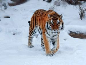 Раскраска тигр амурский #10 #161538