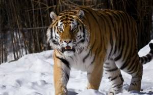Раскраска тигр амурский #12 #161540